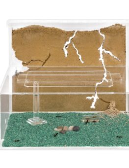 large sand ant farm large sand ant farm