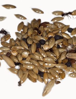 messorbarbarusfoodseeds messorbarbarusfoodseeds