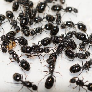 messor queen ant barbarus workers