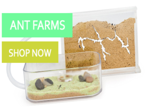 Ant Farms Shop