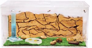 Ant Farm Fish Tank