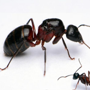 Camponotus Ligniperdus