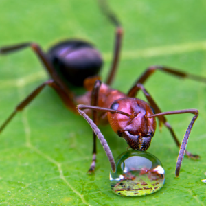 formica sanguinea