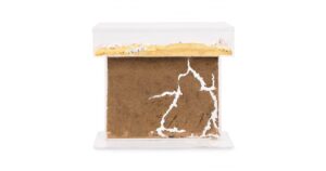 acrylic-model-t-kit-big-25x20x15-ants-nests-kits-anthouse