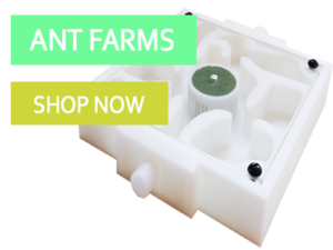 Ant Farms Shop UK