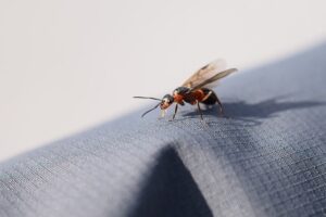 Do You Need a Queen Ant to Start an Ant Farm?
