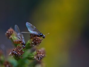 How Rare is it to See a Queen Ant