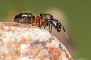 What is The Best Ant to Keep in the UK