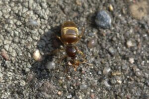 Why Are Ants Dying in Ant Farms?