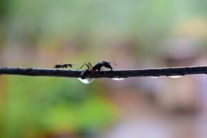 How do you give ants water in an ant farm