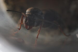 What is the lifespan of the Ant Queen?