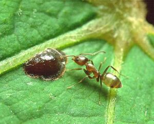 Argentine Ants