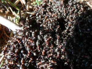 Why does my ant farm smell?